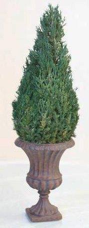 Mantle Top Cone Medium
